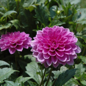 Dahlia – Hypnotica Lavender – 6.5″ Pot