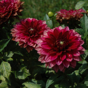 Dahlia – Hypnotica Red Velvet – 6.5″ Pot