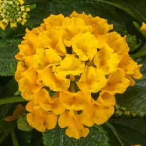 Lantana – Bandolero Pineapple – 6.5″ Pot