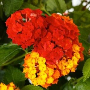 Lantana – Bandolero Red – 6.5″ Pot