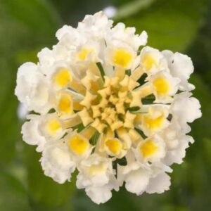 Lantana – Bandolero White – 6.5″ Pot