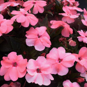 Sunpatiens – Coral Pink – 6.5″ Pot