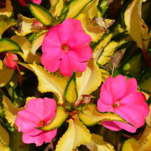 Sunpatiens – Tropical Rose – 6.5″ Pot
