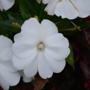 Sunpatiens – White – 6.5″ Pot