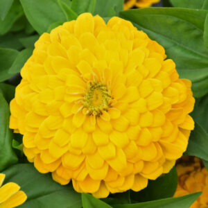 Zinnia – Magellan™ Yellow – 6.5″ Pot
