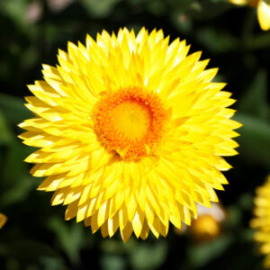 Bracteantha – Granvia Gold – 8″ Patio Pot