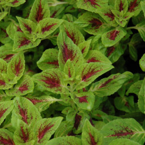 Coleus – Juicy Lucy – 306 Pack