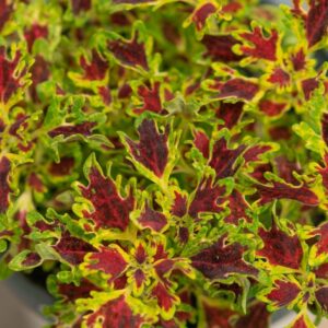 Coleus – Ruby Jewels – 306 Pack