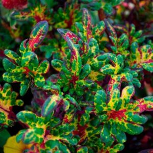 Coleus – Tickled Pickle – 306 Pack