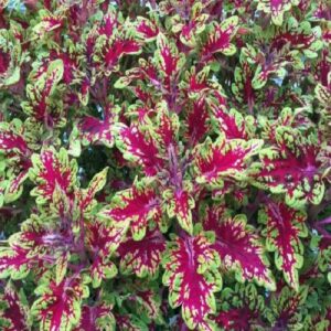 Coleus – Tickled Rose – 306 Pack