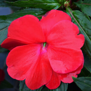 New Guinea Impatiens – Sonic Red – 4.5″ Pot