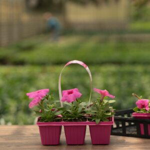 Petunia – Easy Wave Pink Passion – 306 Pack