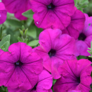 Petunia – Easy Wave Violet – 306 Pack