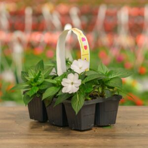 Sunpatiens – Compact White – 306 pack