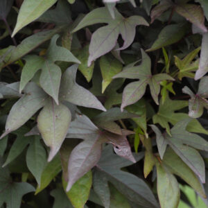 Ipomea (Sweet Potato Vine) – Sidekick™ Black – 4.5″ Pot