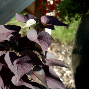 Ipomea (Sweet Potato Vine) – Sidekick™ Black Heart – 4.5″ Pot