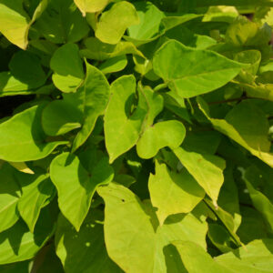 Ipomea (Sweet Potato Vine) – Sidekick™ Lime – 4.5″ Pot