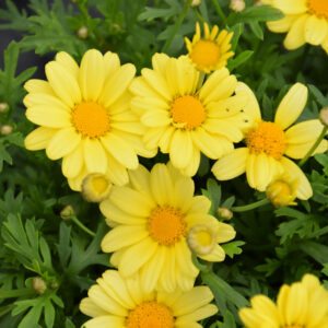 Daisy – Beauty Yellow Patio – 8″ Patio Pot