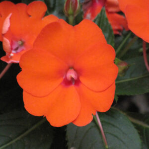 Sunpatiens – Electric Orange – 10″ Patio Pot