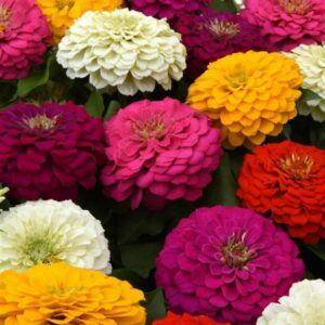 Zinnia – Zesty Mix – 10″ Patio Pot