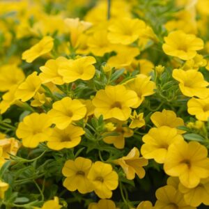 Calibrachoa – Cabaret Golden Yellow – 8″ Hanging Basket