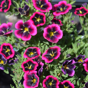 Calibrachoa – Cabaret Goodnight Kiss – 8″ Hanging Basket
