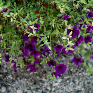 Calibrachoa – Cabaret Midnight Blue – 8″ Hanging Basket