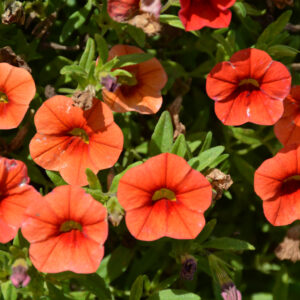 Calibrachoa – Cabaret Orange Improved – 8″ Hanging Basket