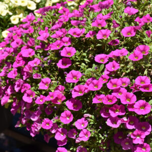 Calibrachoa – Cabaret Pink Improved – 8″ Hanging Basket