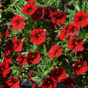 Calibrachoa – Cabaret Red – 8″ Hanging Basket
