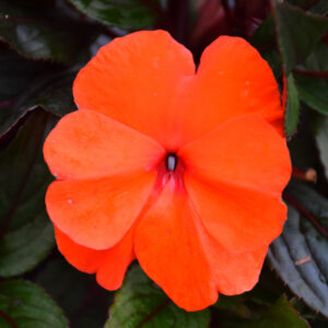 New Guinea Impatiens – Super Sonic Flame – 8″ Hanging Basket