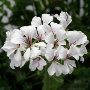 Geranium – Ivy Cascade White – 10″ Hanging Basket