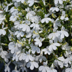 Lobelia – Techno White – 10″ Hanging Basket