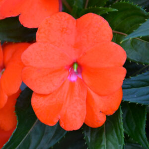 New Guinea Impatiens – Super Sonic Orange Ice – 10″ Hanging Basket