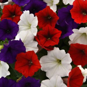 Petunia – Easy Wave Flag Mix – 10″ Hanging Basket