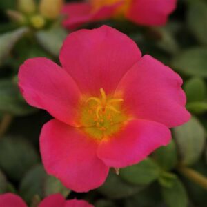 Portulaca – RioGrande Magenta – 10″ Hanging Basket