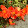 Portulaca – RioGrande Orange – 10″ Hanging Basket