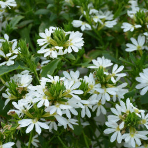 Scaevola – Bombay White – 10″ Hanging Basket