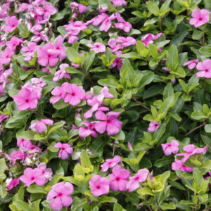 Vinca – Cora Cascade Lilac – 10″ Hanging Basket