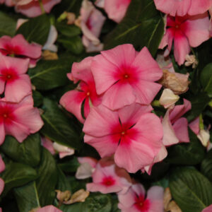 Vinca – Cora Cascade Strawberry – 10″ Hanging Basket