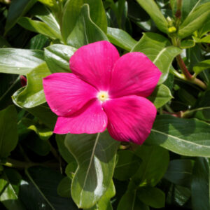Vinca – Cora Cascade Violet – 10″ Hanging Basket