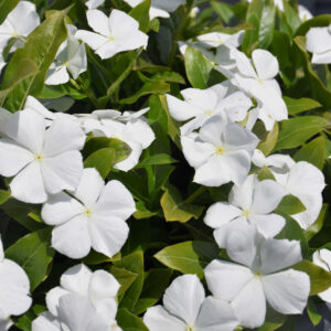 Vinca – Cora Cascade White – 10″ Hanging Basket