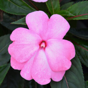 New Guinea Impatiens – Super Sonic Pastel Pink – 12″ Hanging Basket
