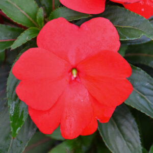 New Guinea Impatiens – Super Sonic Red – 12″ Hanging Basket