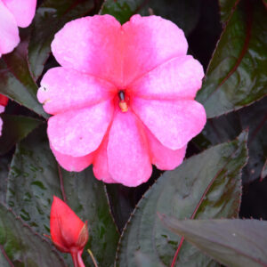 New Guinea Impatiens – Super Sonic Sweet Cherry – 12″ Hanging Basket