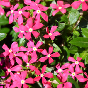 Catharanthus – Soiree Kawaii Coral Reef – 4.5″ Pot