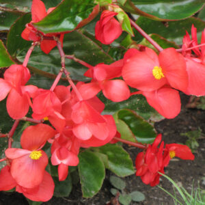 Begonia – Dragonwing Red – 16″ Moss Hanging Basket