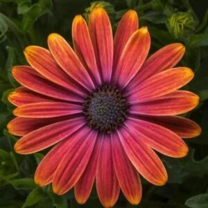 Osteospermum – Tradewinds Sunset – 4.5″ Pot