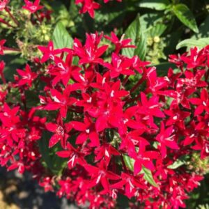 Pentas – Graffiti 20/20 Ruby – 4.5″ Pot