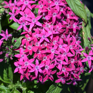 Pentas – Graffiti Violet – 4.5″ Pot